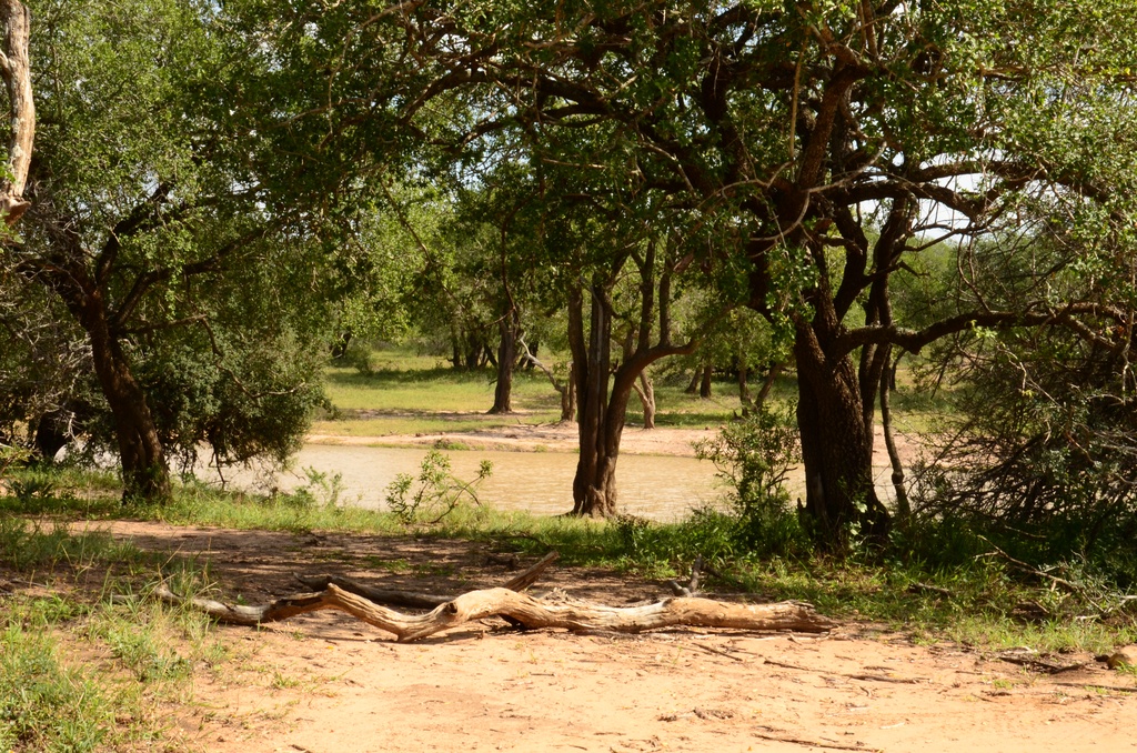 2015-05 South Africa/iMfolozi/DSC_0301.JPG